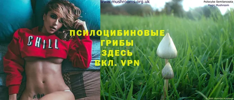 Галлюциногенные грибы Psilocybe  Железноводск 